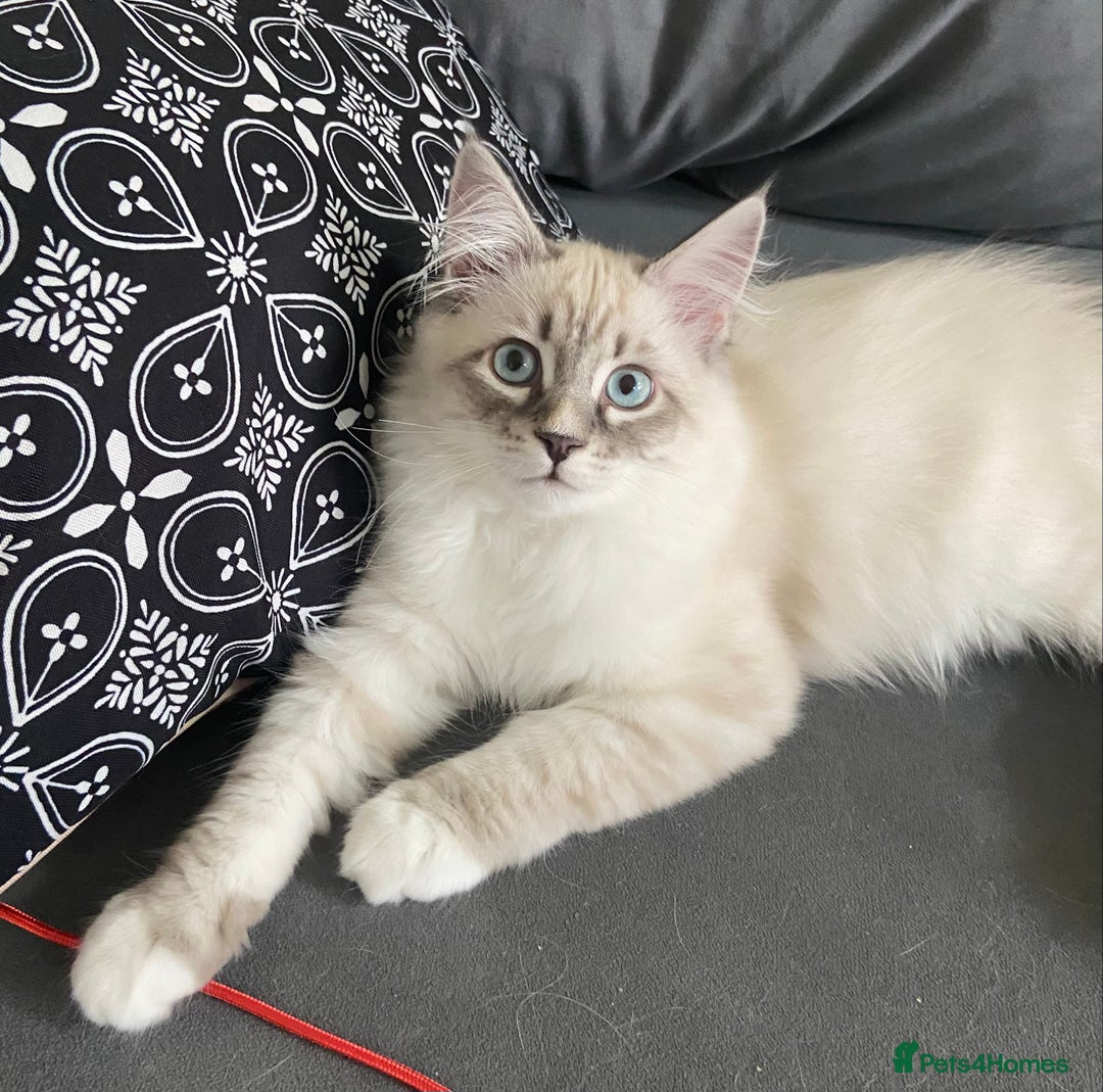 Siberian cats for sale: Siberian Kittens Neva Masquerade White - Image 16