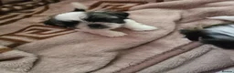 Shih Tzu dogs for sale: Hi my name is Maria  - Advert 22
