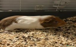 Guinea Pig rodents for sale: Two male guinea pigs - Image 3