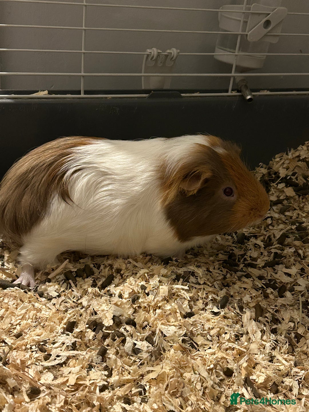 Guinea Pig rodents for sale: Two male guinea pigs - Image 3
