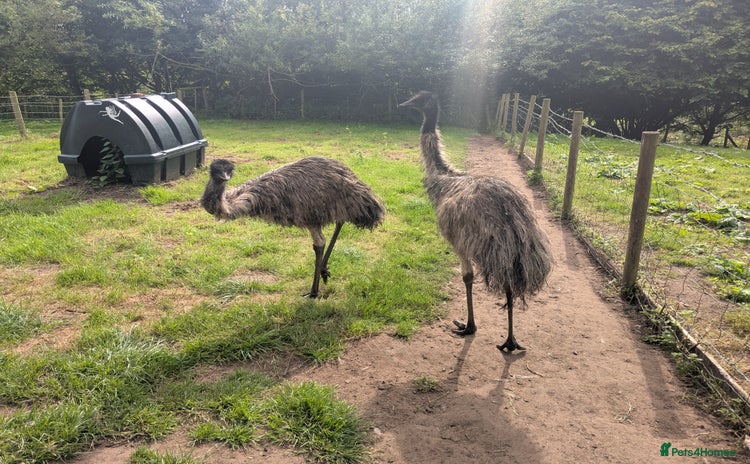 Emus poultry - Advert 1