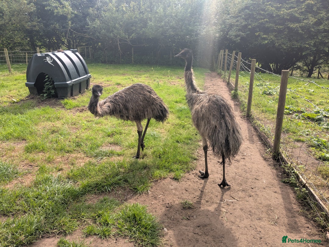 Emus poultry for sale: Breeding pair of Emu plus 2 young Emu - Image 1
