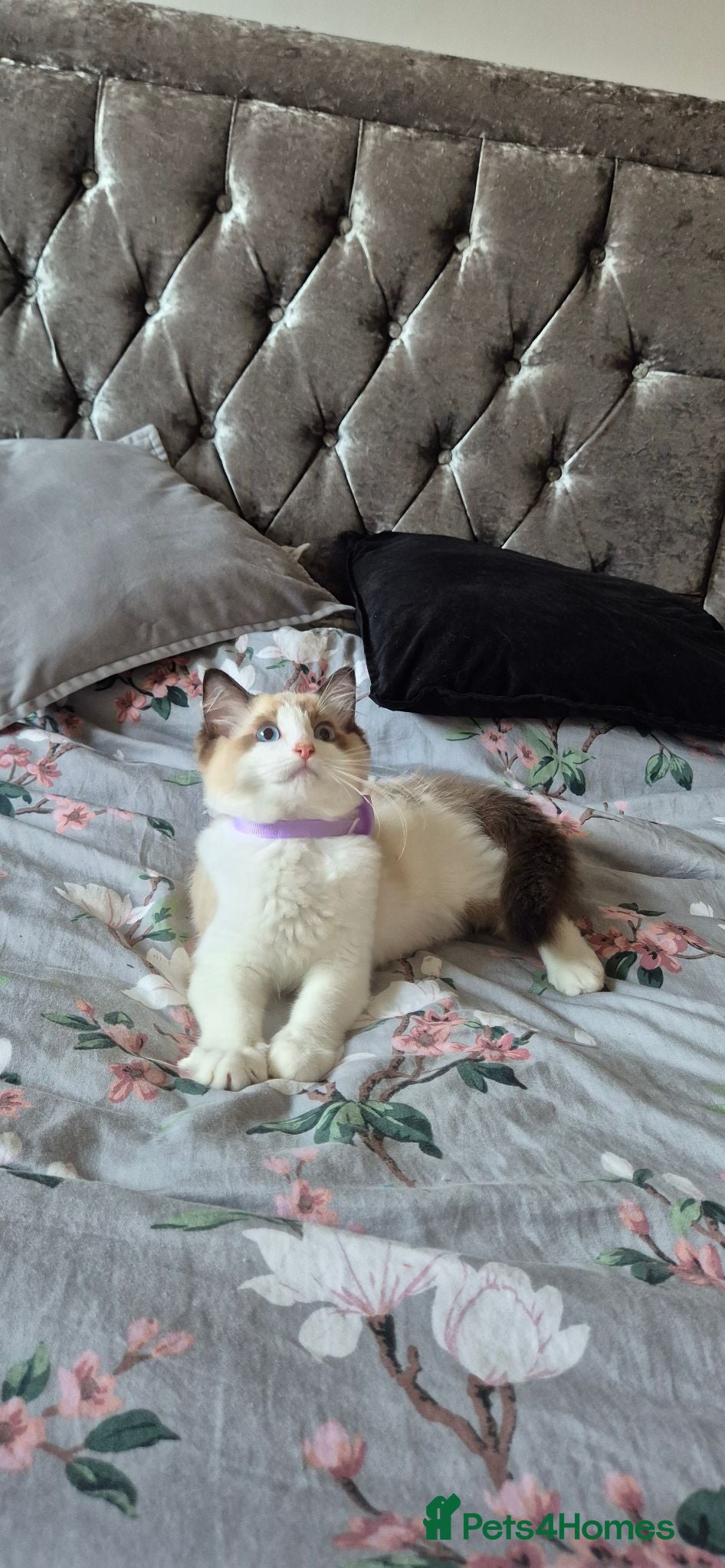 Ragdoll cats 3 TICA Registered Males for Sale. READY NOW - Advert 1