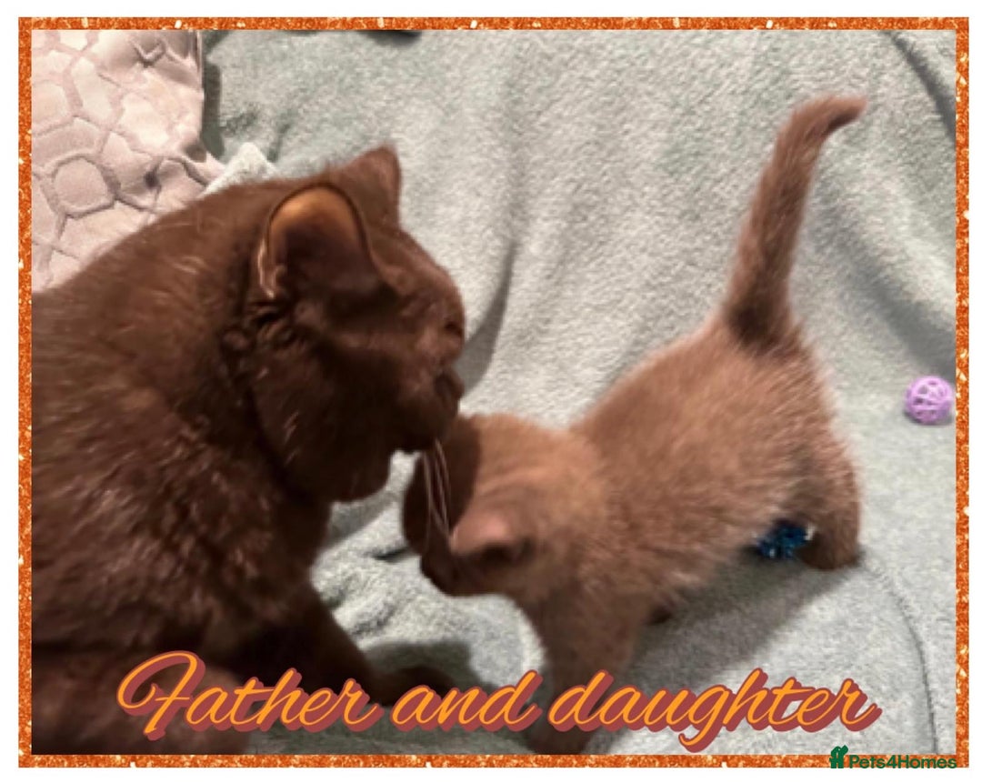 British Shorthair cats for sale: British shorthair kittens - Advert 4