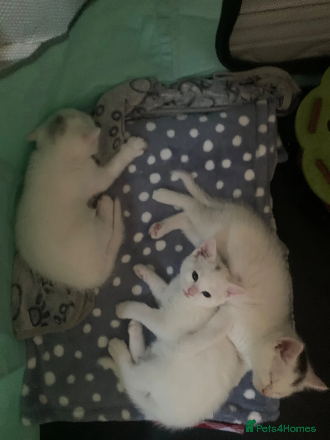 British Shorthair cats for sale: British shorthair cross in Luton - Advert 2