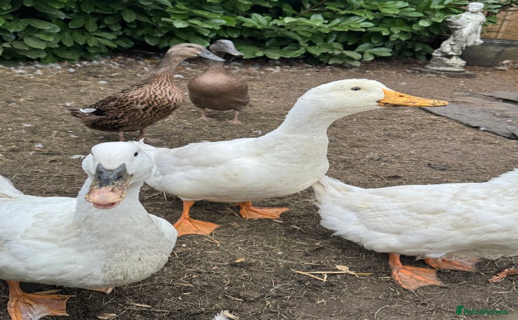 Ducks poultry - Advert 5