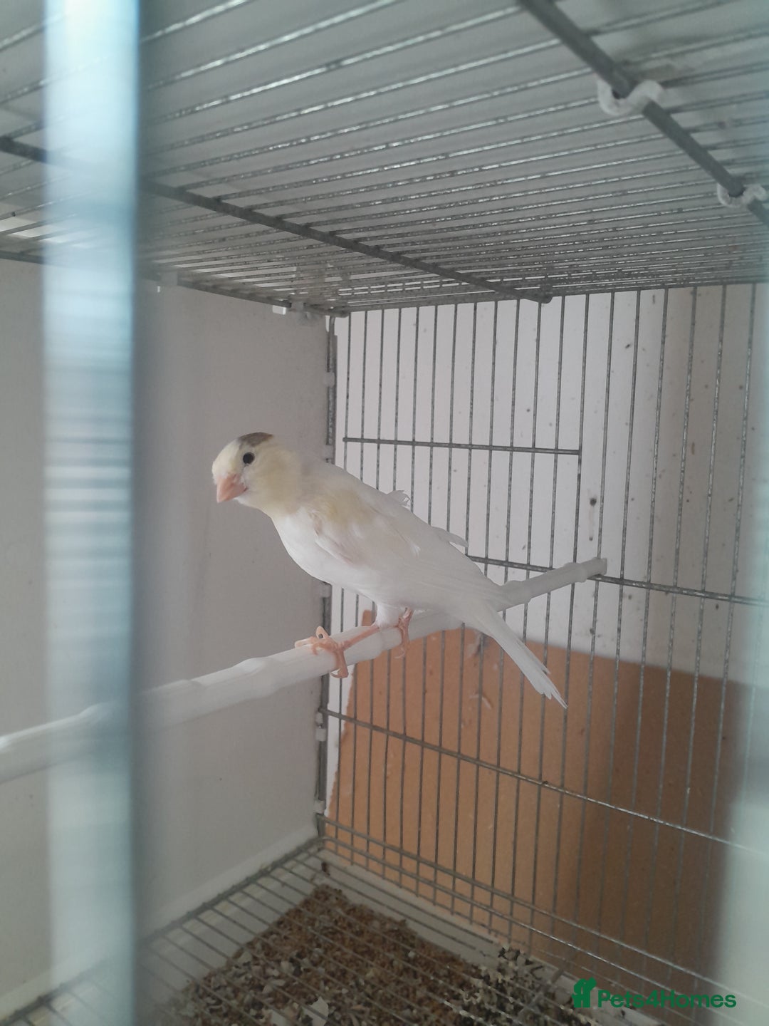Canaries birds for sale: Canaries and Goldfinches  - Image 3