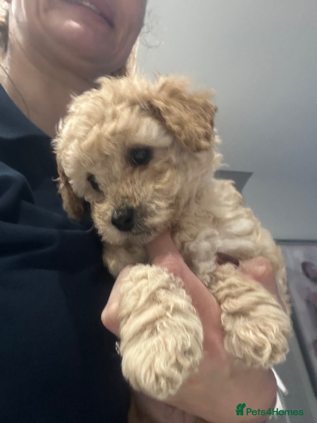 Toy Poodle dogs for sale: Stunning KC Registered Toy Poodle Pups  in Belfast - Advert 9