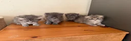 Scottish Fold cats for sale: Scottish fluffy kittens, ready for reservation  - Advert 1