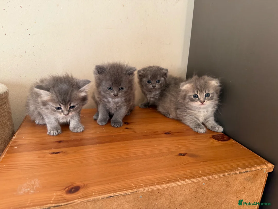 Scottish Fold cats for sale: Scottish fluffy kittens, ready for reservation  - Advert 1