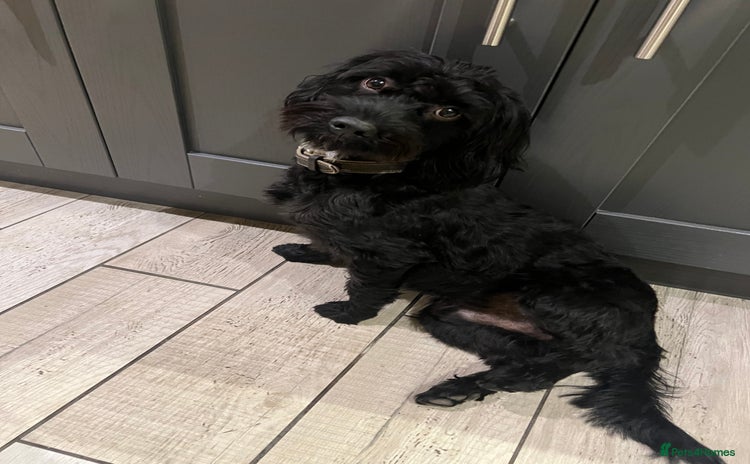 Mixed Breed dogs Walter the Cockerpoo - free to a good home.  - Advert 1