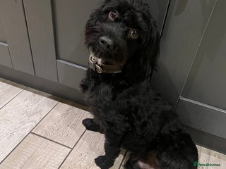 Mixed Breed dogs Walter the Cockerpoo - free to a good home. - Advert 1