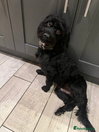 Mixed Breed dogs Walter the Cockerpoo - free to a good home. - Advert 1
