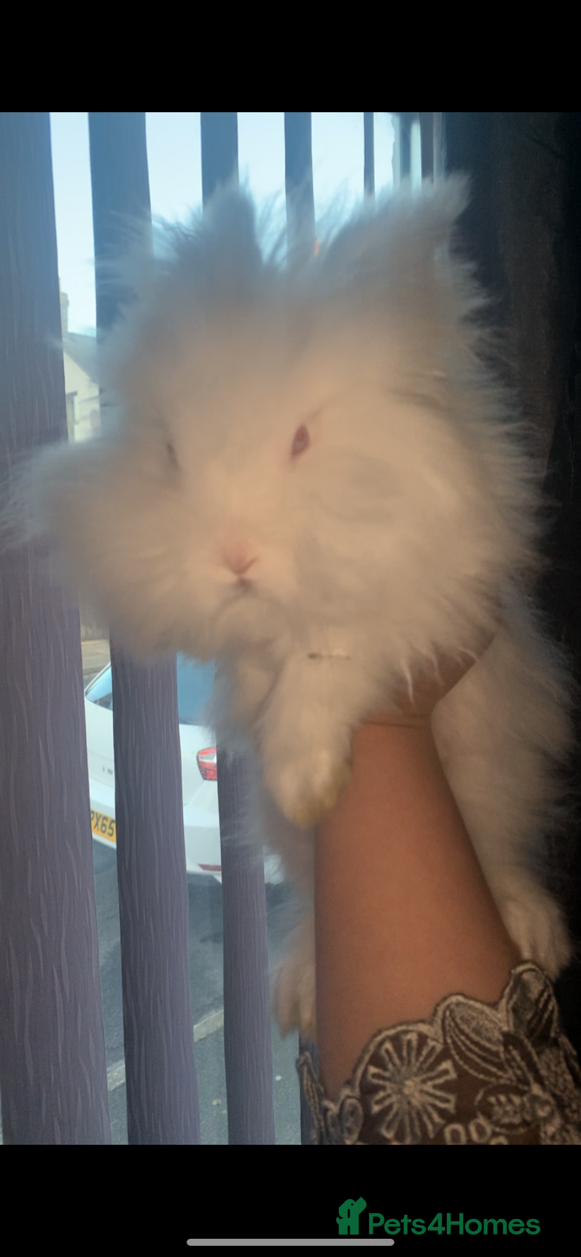 Lionhead rabbits Two beautiful snowwhite lionheads 🐰 ❄️ 😍 - Advert 2