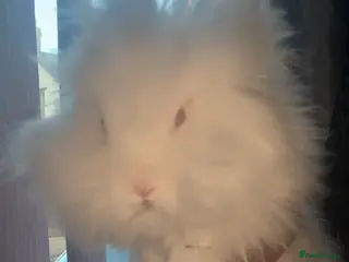 Lionhead rabbits Two beautiful snowwhite lionheads 🐰 ❄️ 😍 - Advert 2