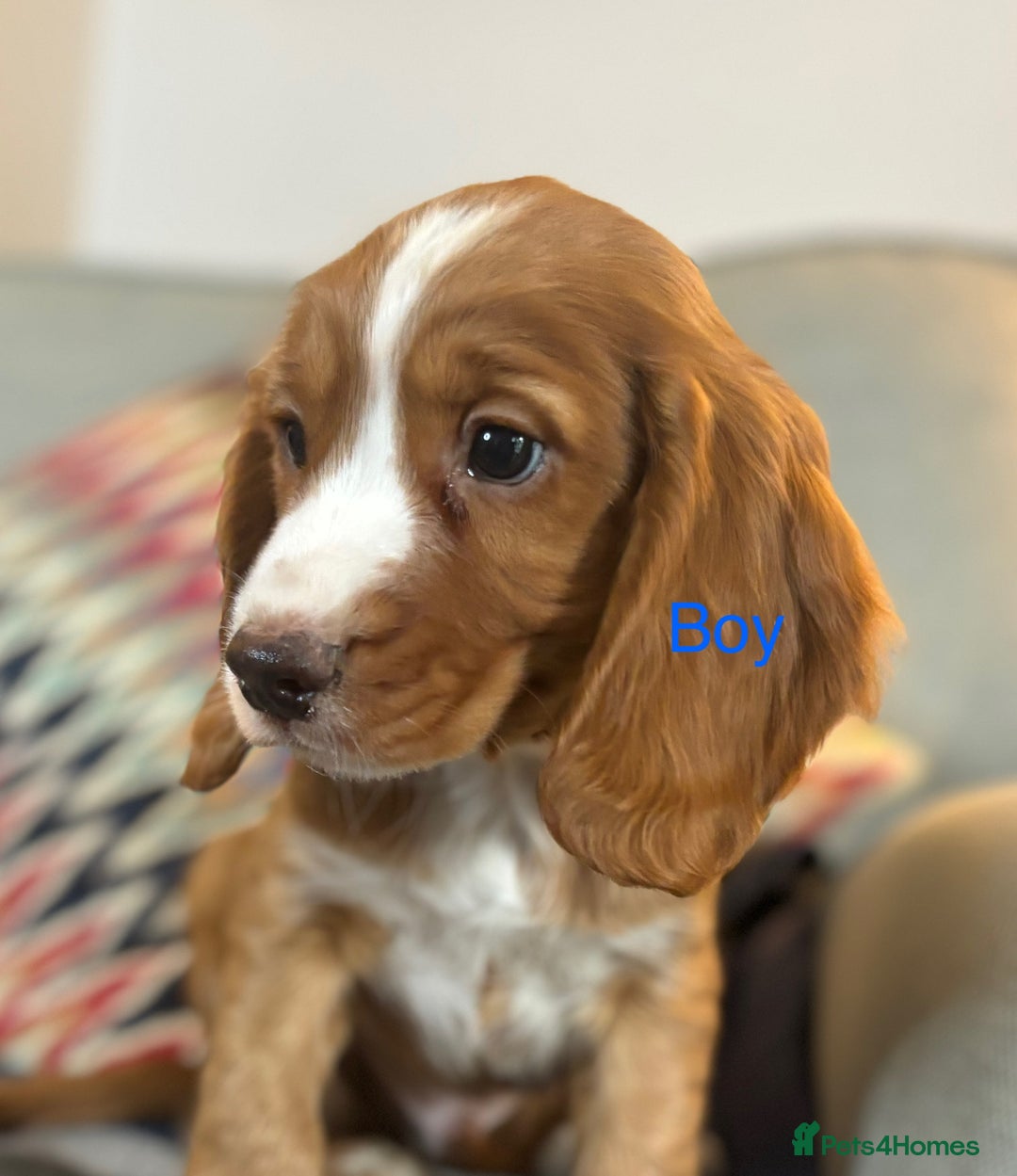Cocker Spaniel dogs for sale: KC Cocker spaniel pups  - Image 9
