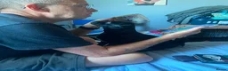 Chug dogs for sale: Female chug  in Huddersfield - Advert 2