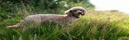 Cockapoo dogs for sale: Health tested 4 red F1b cockapoo  - Advert 19