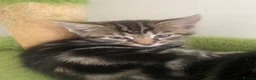 Bengal cats for sale: Bengal x kittens - Advert 3