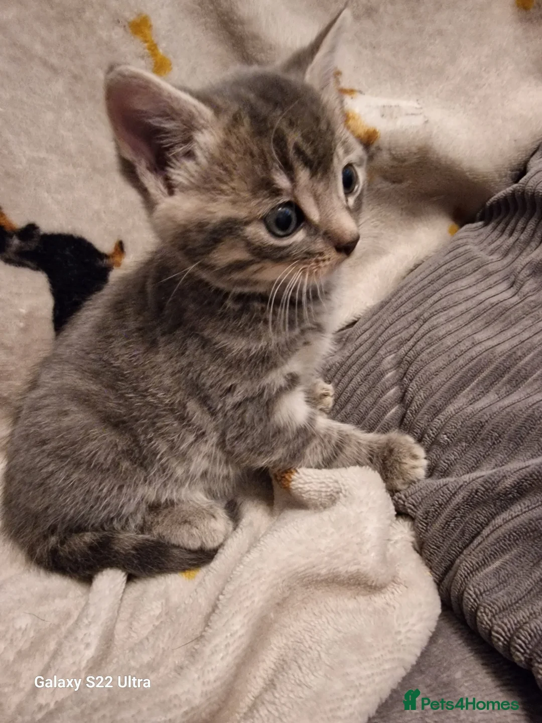 Mixed Breed cats for sale: Beautiful blue tabby kittens  - Advert 10