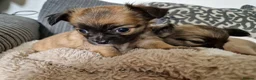 Chihuahua dogs for sale: Chihuahua puppy's  - Advert 3