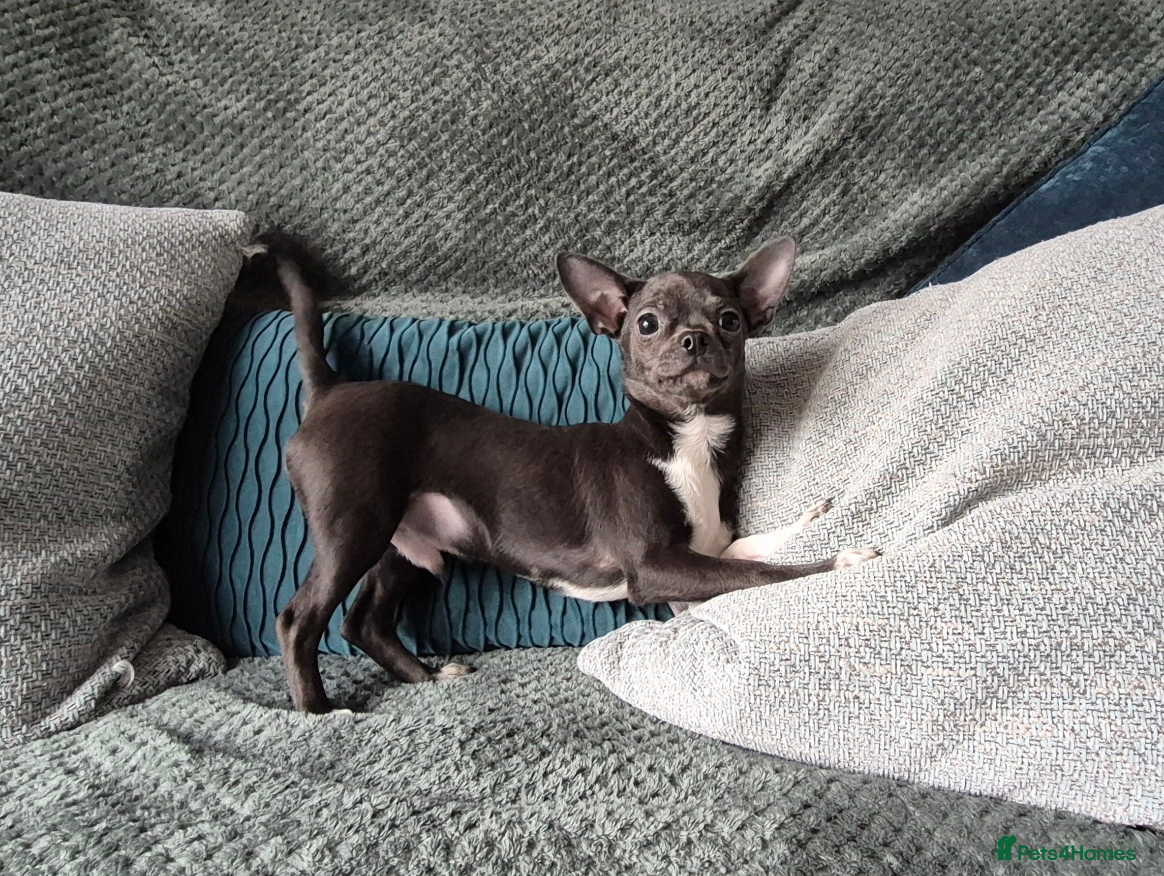 Chihuahua dogs ❤️KC Blue Chihuahua Boy Ready Now ❤️Last one - Advert 17