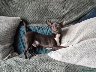 Chihuahua dogs ❤️KC Blue Chihuahua Boy Ready Now ❤️Last one - Advert 17