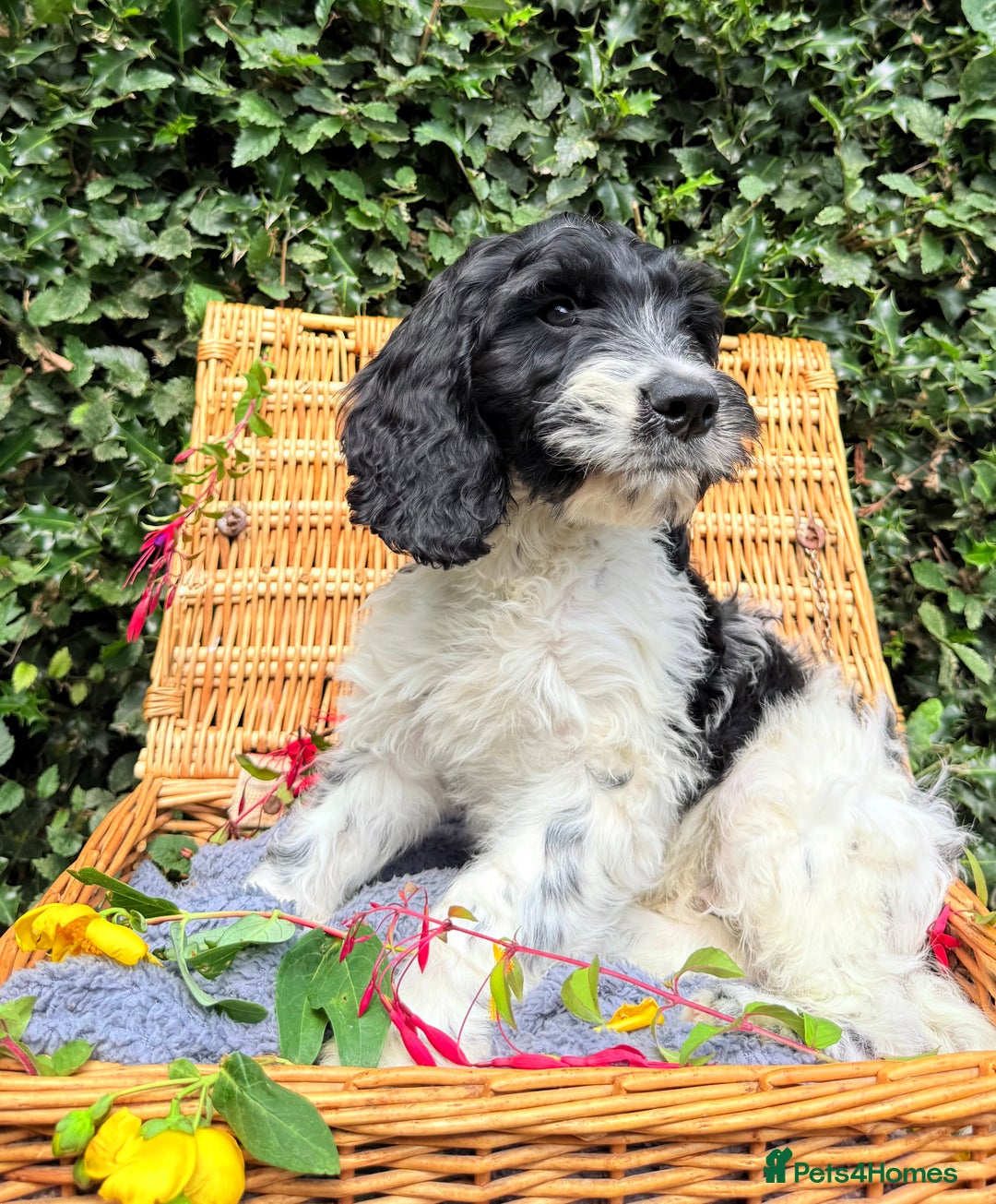 Cockapoo dogs for sale:  cockapoo puppies **READY GO GO** - Image 15