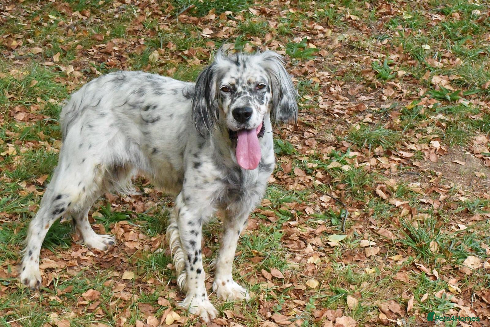 English Setter dogs Bimba - Advert 1