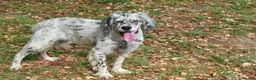 English Setter dogs for adoption: Bimba in Blaydon-on-Tyne - Advert 1