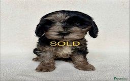 Cockapoo dogs for sale: Meet your new best friend!! - Image 7