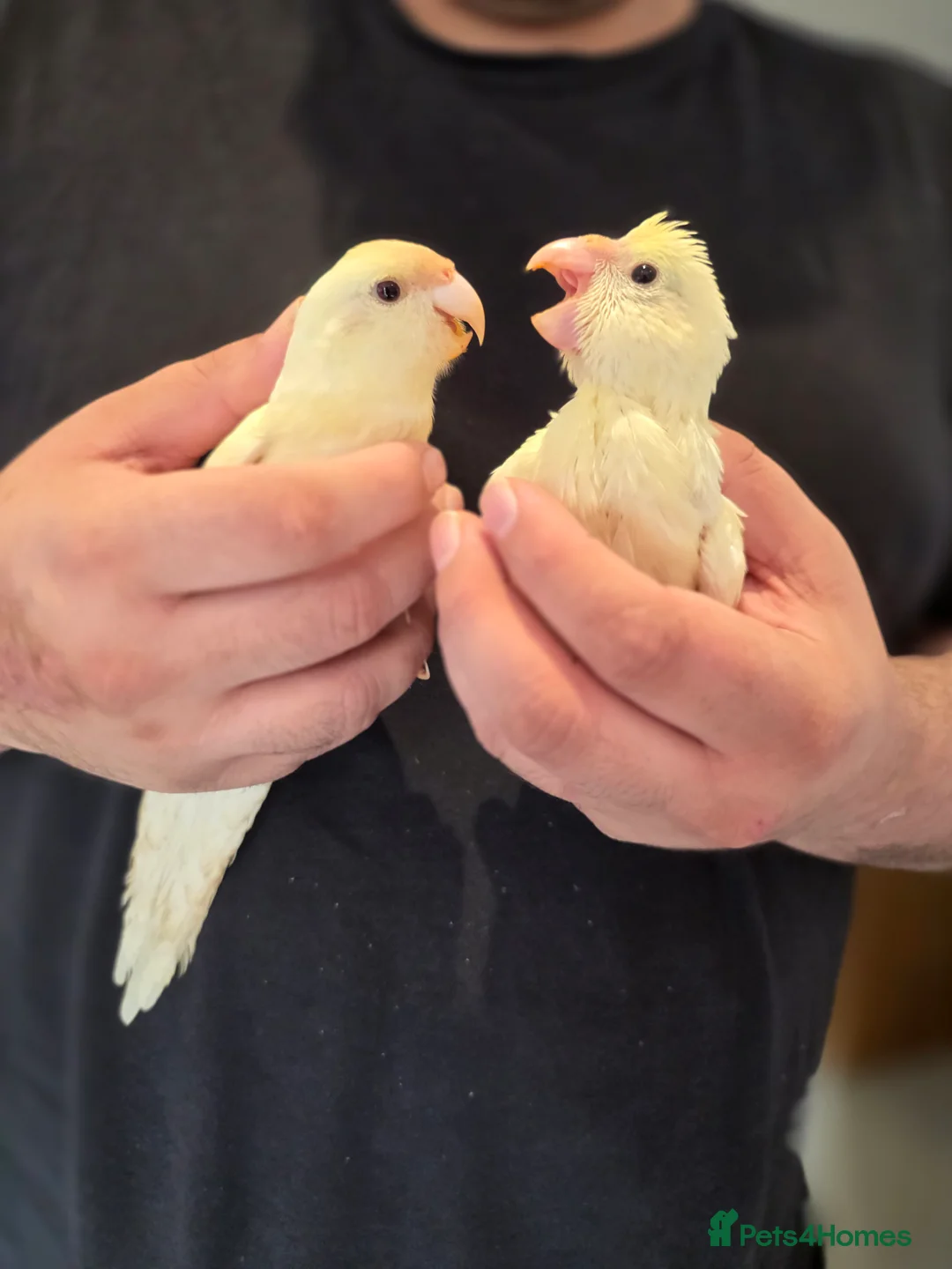 Parakeets birds for sale: Proven Breeding Pair Kakarikis with Cage - Advert 7