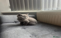 British Shorthair cats for sale: Cute British Shorthair kitten Male  - Image 3