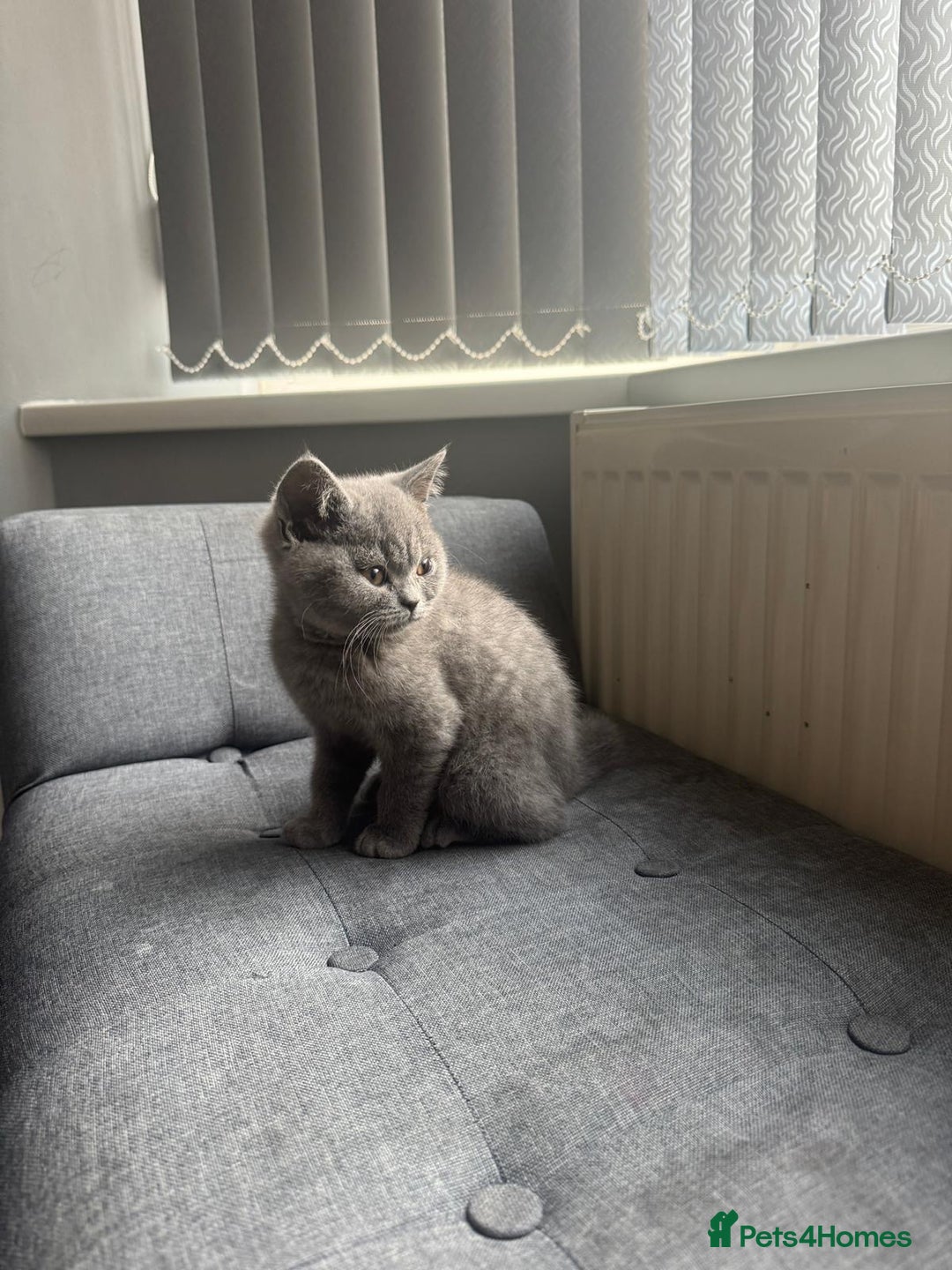 British Shorthair cats for sale: Cute British Shorthair kitten Male  - Image 3