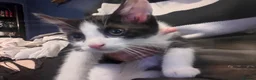 Mixed Breed cats for sale: Kittens for rehoming - Advert 11