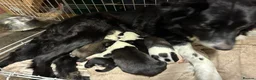 Mixed Breed dogs for sale: Puppies - Advert 3