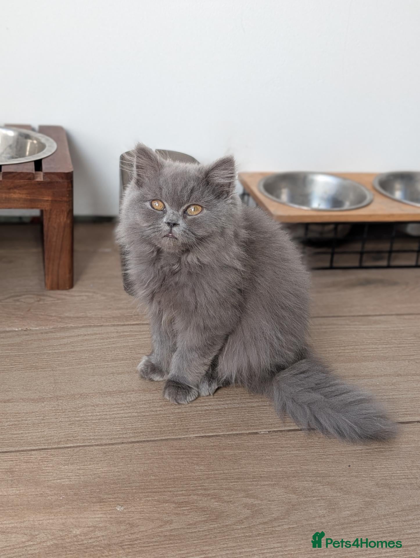 British Longhair cats Ready! British longhair Male! - Advert 19