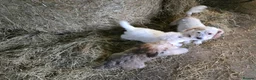 Jackapoo dogs for sale: Beautiful Jackapoo puppies boys and girls - Advert 2