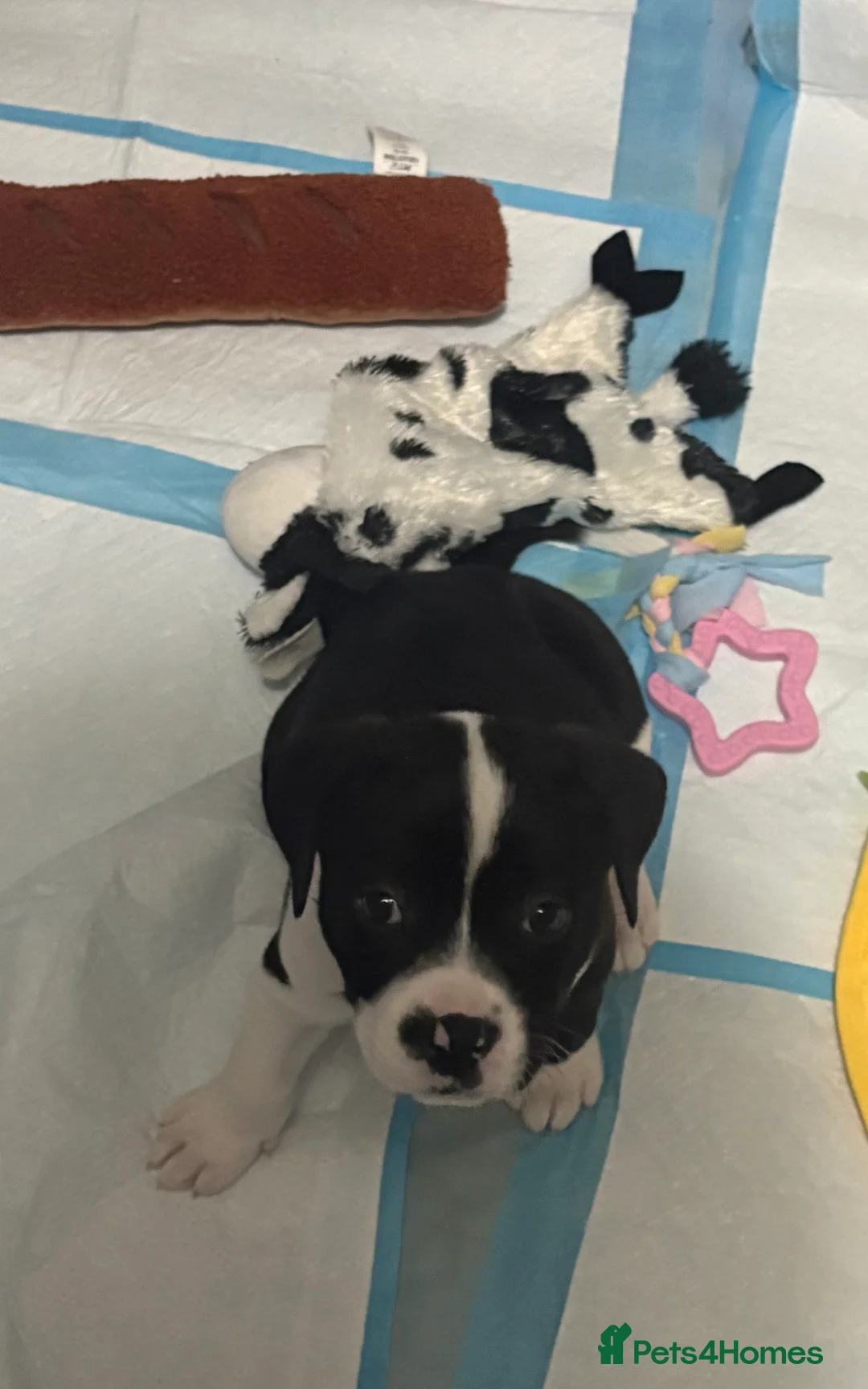 Staffordshire Bull Terrier dogs for sale: Staffy puppy for sale!!  - Advert 2