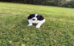 Mixed Breed dogs for sale: One Sprockador bitch pup available.  - Image 3