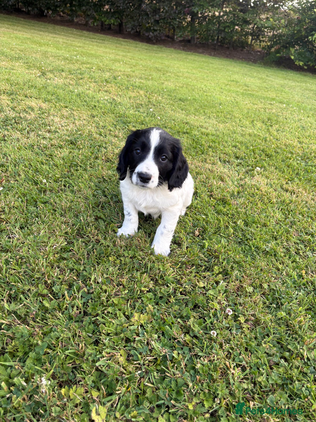 Mixed Breed dogs for sale: One Sprockador bitch pup available.  - Image 3