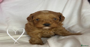 Cavapoo dogs - Advert 3