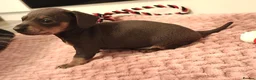 Miniature Dachshund dogs for sale: Beautiful miniature dachshund puppies  in Liverpool - Advert 9