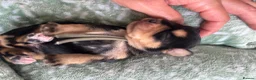 Mixed Breed dogs for sale: King Schnauzer (Cavalier, Cross mini Schauzer)  - Advert 22