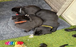 Labrador Retriever dogs for sale: Chunky male  black Labrador puppy  - Image 6