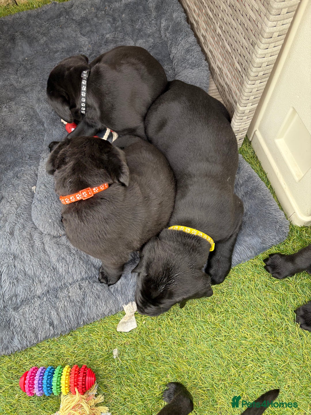 Labrador Retriever dogs for sale: Chunky male  black Labrador puppy  - Image 6