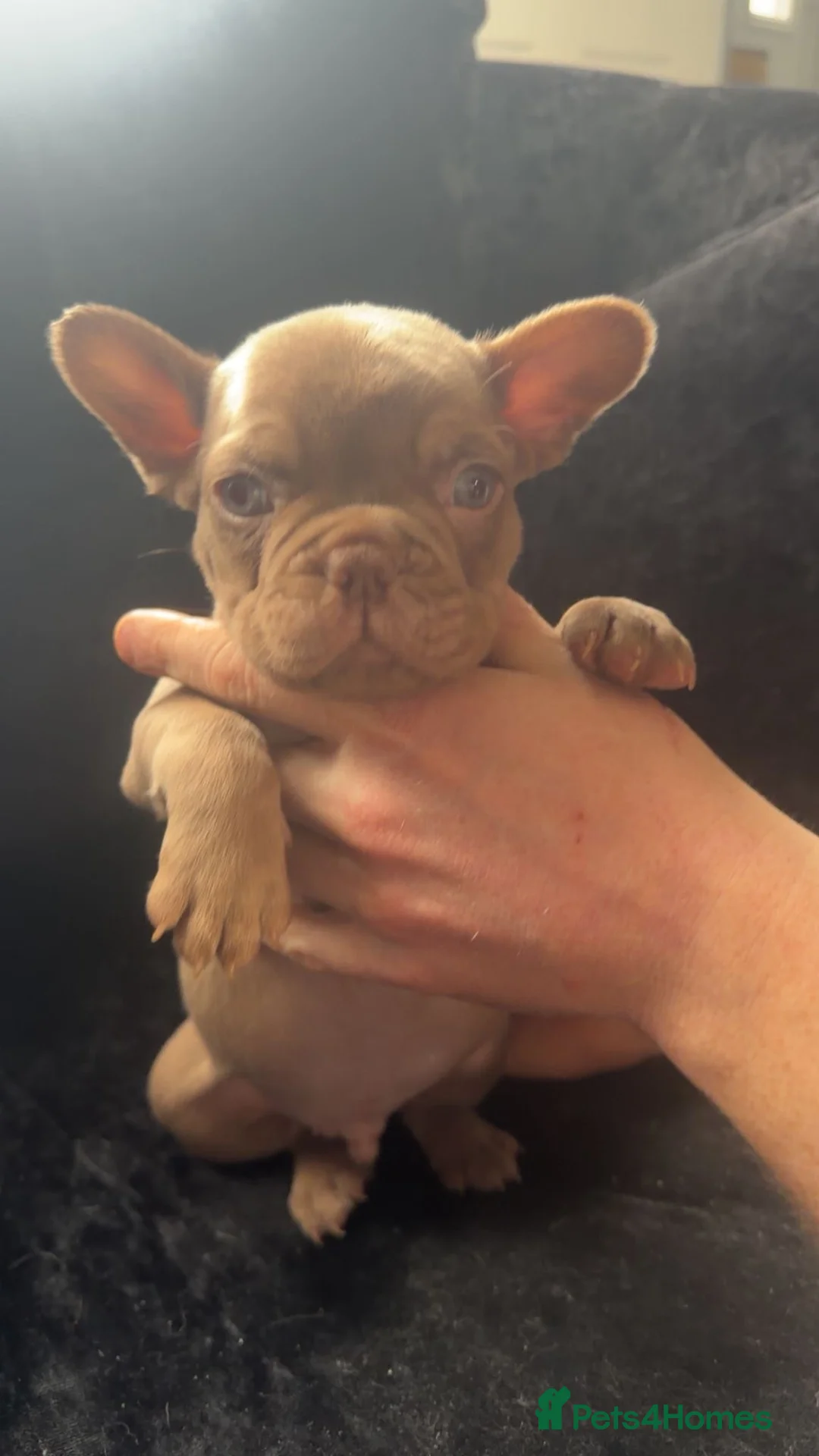 French Bulldog dogs for sale: Adorable French Bulldog Puppies - Advert 1