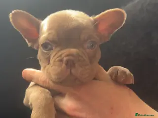 French Bulldog dogs Adorable French Bulldog Puppies - Advert 1