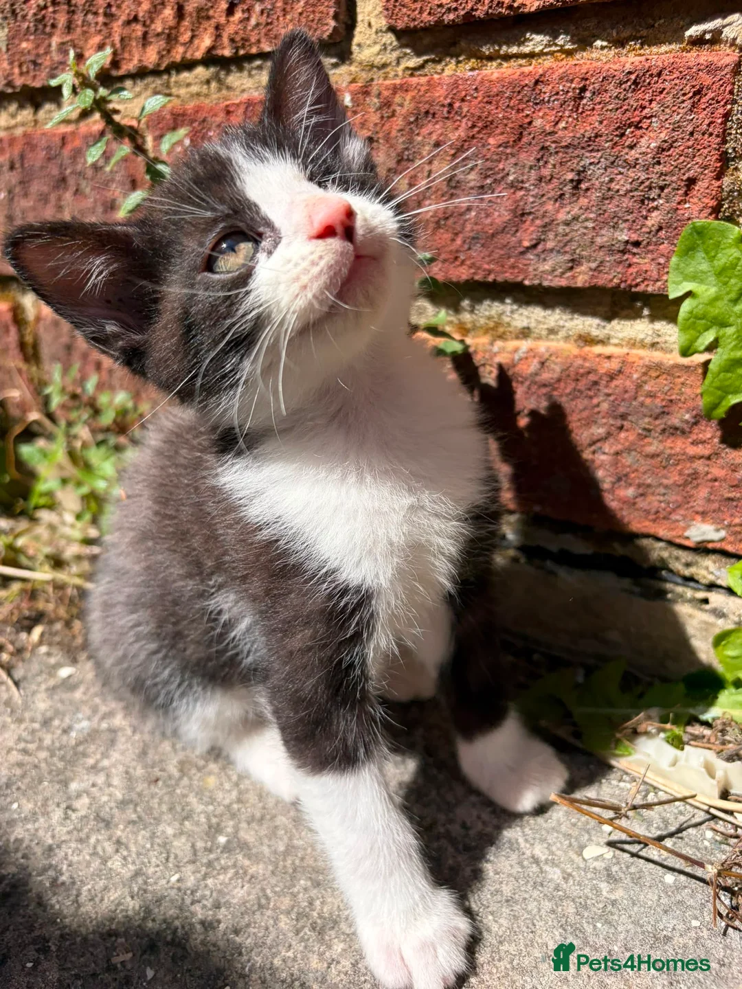 Russian Blue cats for sale: Beautiful Russian blue mix kittens - ready to go ! - Advert 2