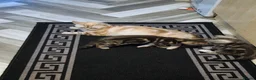 Mixed Breed cats for sale: Little kittens - Advert 7